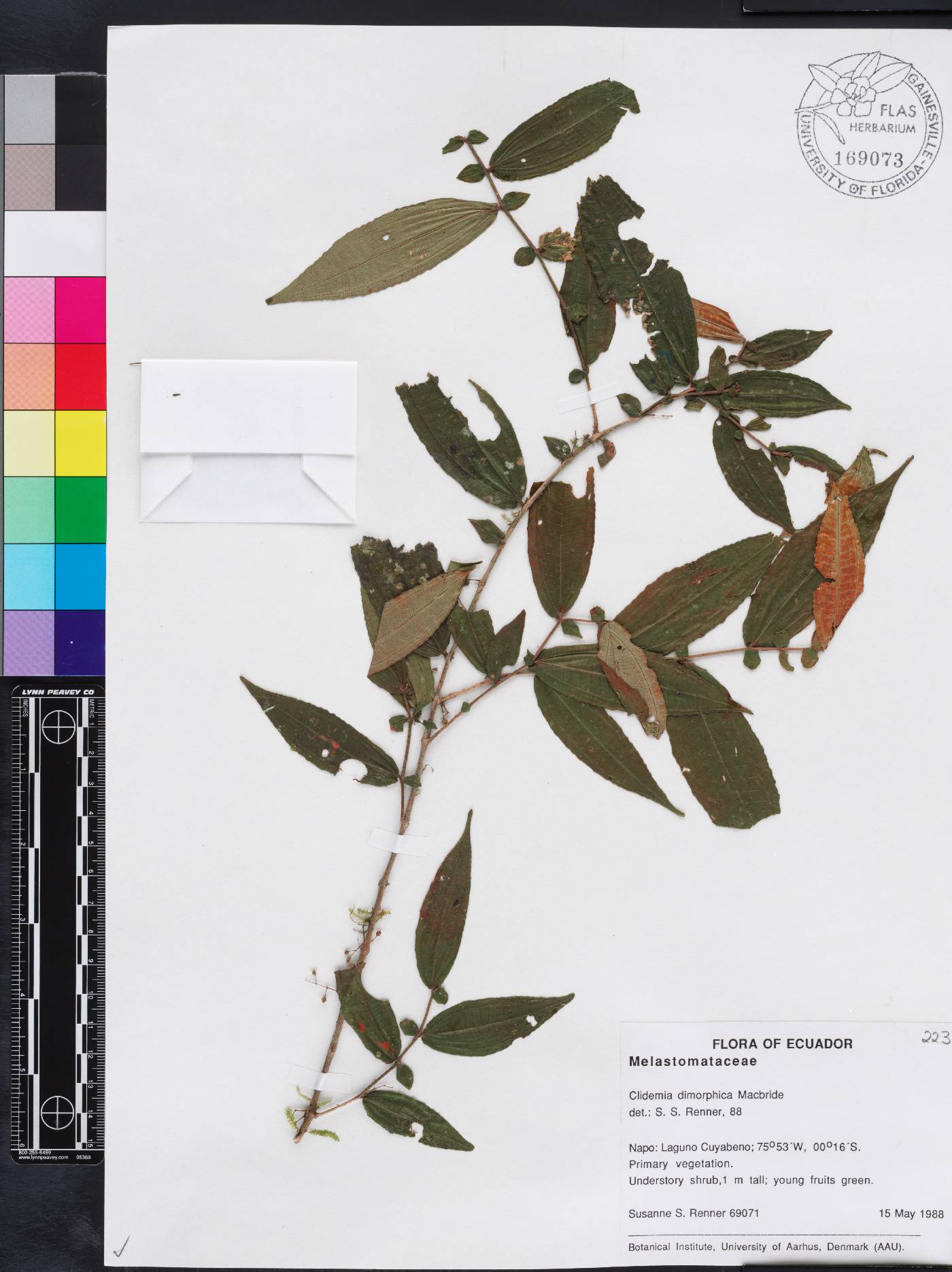 Miconia dimorphica image