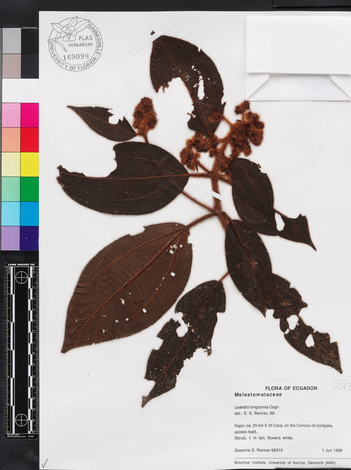 Miconia longicoma image