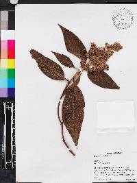 Miconia sublanata image