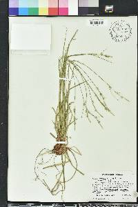 Carex communis var. amplisquama image