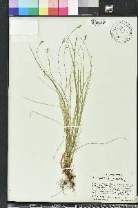 Carex emmonsii image