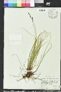 Carex lucorum image