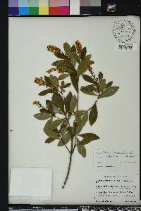 Cliftonia monophylla image