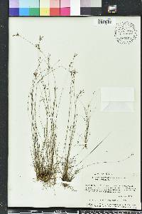 Bulbostylis ciliatifolia image