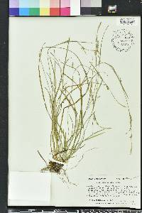 Carex gracilescens image