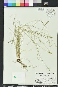 Carex retroflexa image