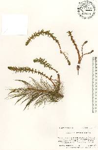 Myriophyllum heterophyllum image