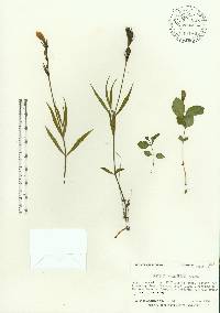 Justicia crassifolia image