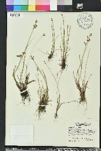 Juncus elliottii image