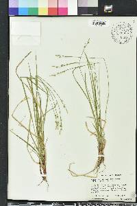 Carex communis var. amplisquama image