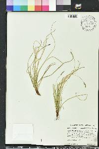 Carex lucorum image