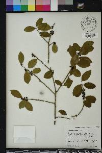 Ilex vomitoria image