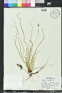 Carex emmonsii image