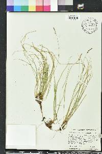 Carex lucorum var. austrolucorum image