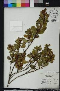 Lyonia ferruginea image