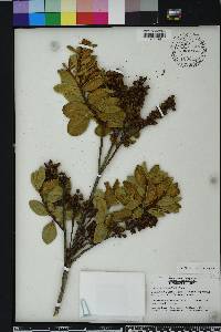 Lyonia ferruginea image