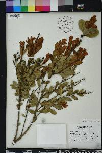 Lyonia fruticosa image
