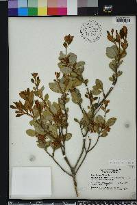 Lyonia fruticosa image