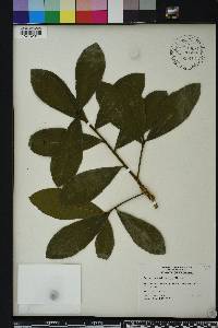 Ochna atropurpurea image