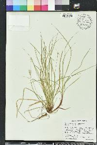 Carex emmonsii image