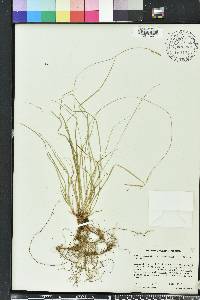 Carex emmonsii image