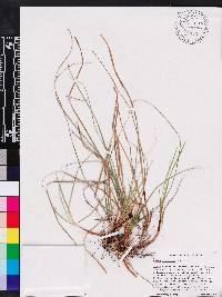 Carex floridana image