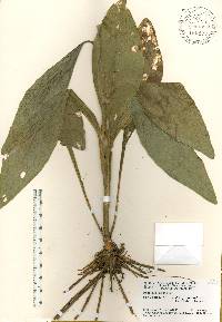 Rudbeckia nitida image