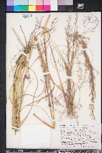 Andropogon brachystachyus image