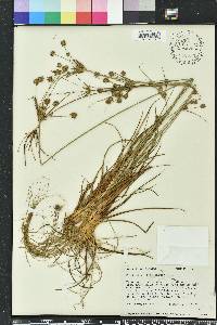 Cyperus ovatus image