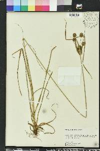 Cyperus retrorsus image