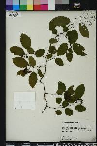 Berchemia scandens image