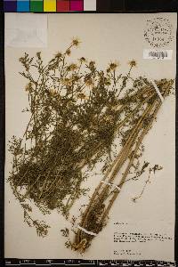Anthemis cotula image