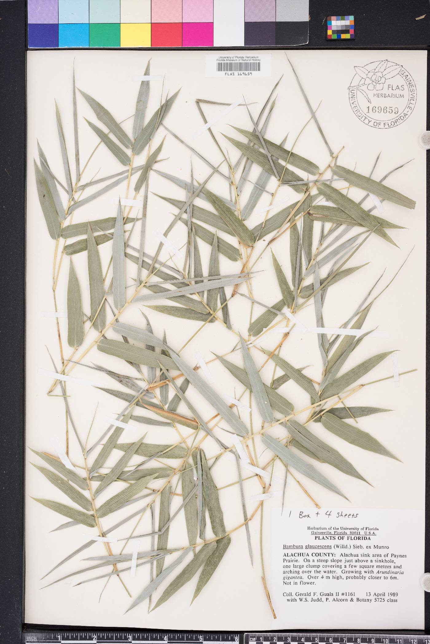 Bambusa multiplex image