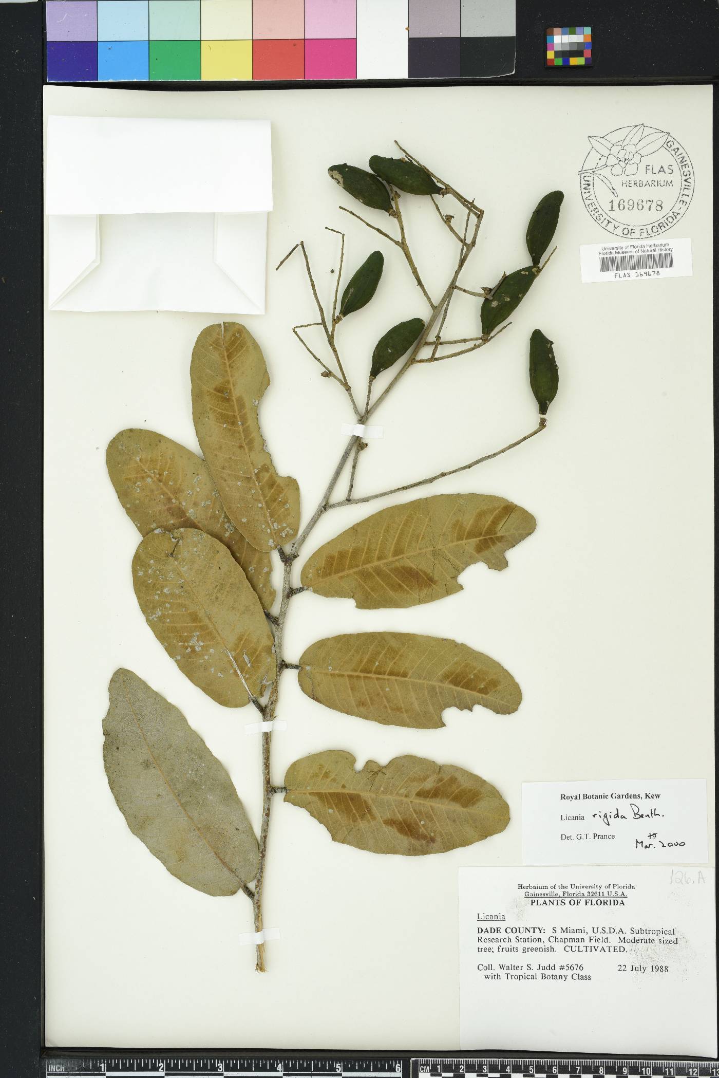 Licania rigida image