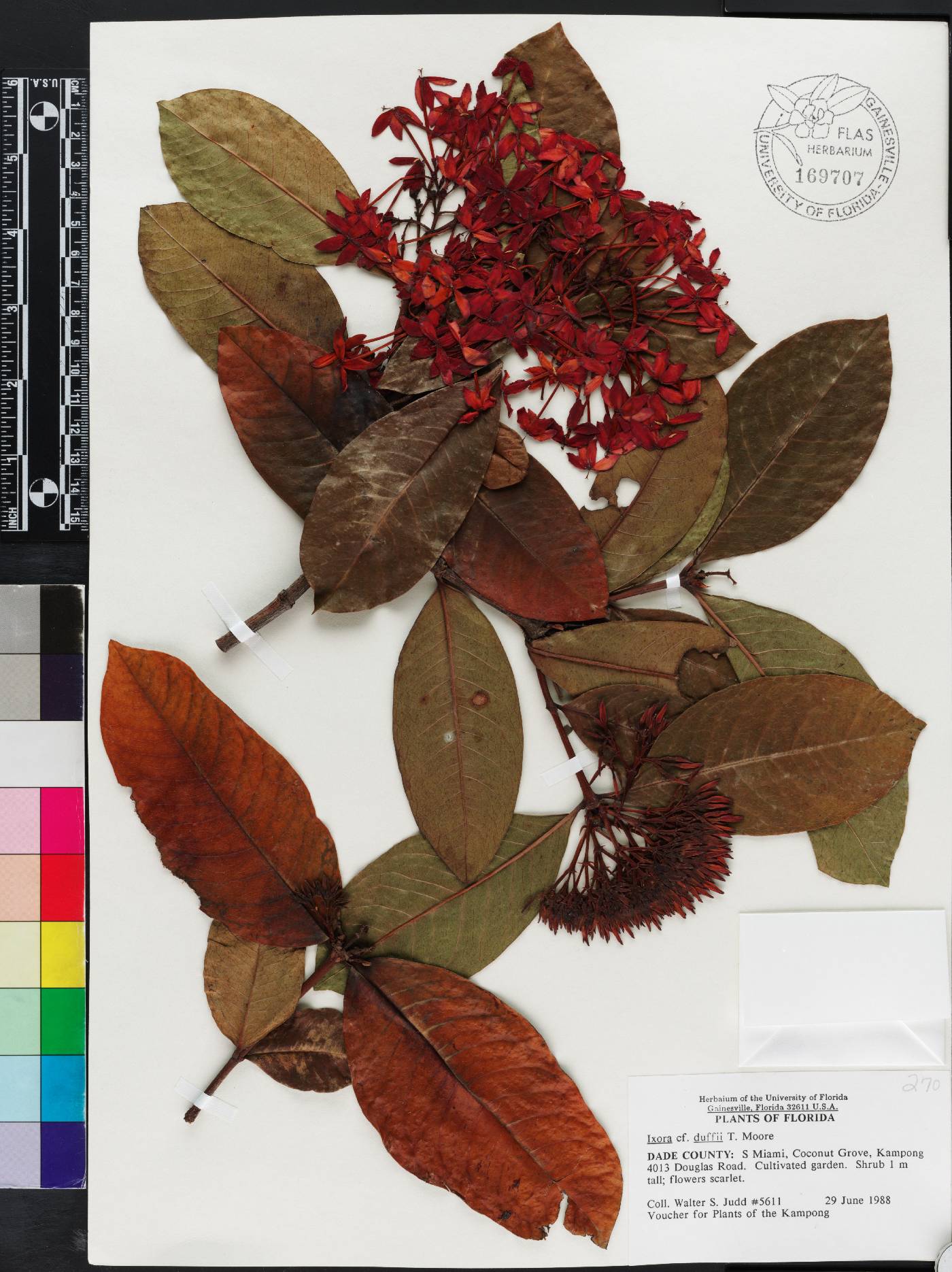Ixora casei var. casei image