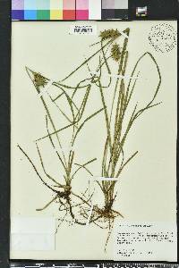 Carex louisianica image
