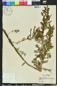 Taxodium ascendens image