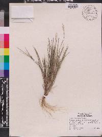 Panicum pinetorum image