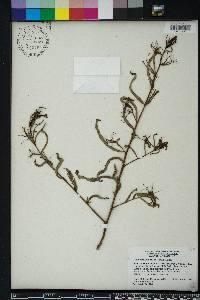 Ludwigia octovalvis image