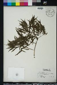 Polyscias fruticosa image