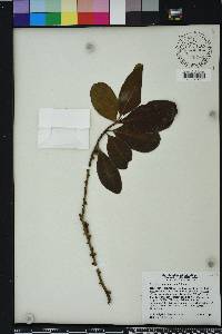 Myrsine cubana image