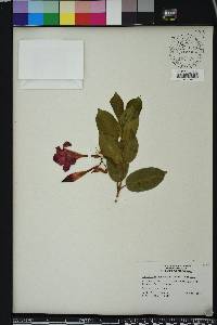 Mandevilla splendens image