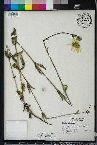 Silphium asteriscus image