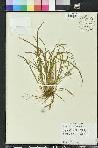 Carex abscondita image