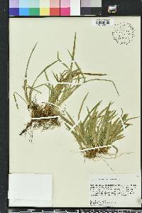 Carex abscondita image