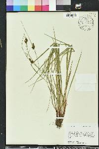 Carex caroliniana image