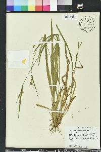 Carex styloflexa image