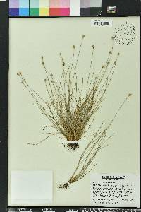 Fimbristylis schoenoides image