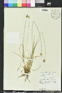 Carex austrina image