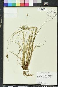 Carex complanata image